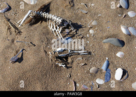 Tout ce qui reste, un oiseau squelette est à moitié enfoui dans le sable Banque D'Images