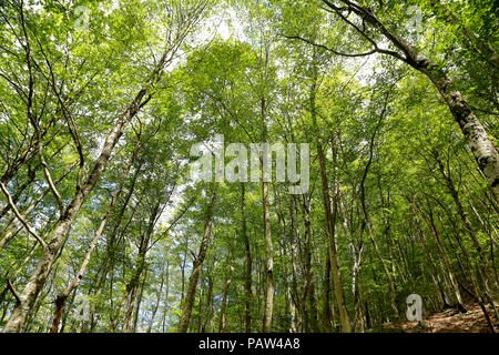 Sant Antonio woods à Pescocostanzo Banque D'Images