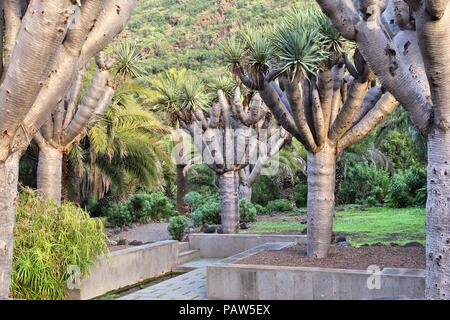 Jardin Canario - Jardin botanique de Gran Canaria, Espagne. Canaries arbres dragons (Dracaena draco). Banque D'Images