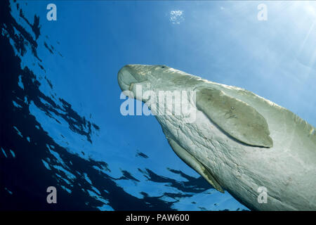 Mer Rouge, Hermes Bay, Marsa Ala, l'Égypte, l'Afrique. 24 juillet, 2018. Sea Cow ou Dugong (Dugong dugon) nage sous la surface de l'eau bleu Crédit : Andrey Nekrasov/ZUMA/ZUMAPRESS.com/Alamy fil Live News Banque D'Images