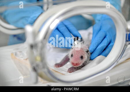 Guangzhou. Le 25 juillet, 2018. Photo prise le 25 juillet 2018 montre un grand panda cub au Chimelong Parc Safari à Guangzhou, capitale du sud de la province chinoise du Guangdong. Long long, le premier panda géant qui est né dans le Guangdong en 2013, a donné naissance à un géant mâle cub le 12 juillet à l'Chimelong Park Safari. Credit : Chimelong Park Safari/Xinhua/Alamy Live News Banque D'Images
