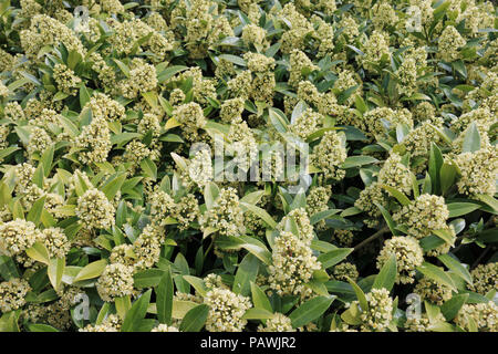 Les pics de floraison du Caryopteris x confusa Kew Green, en pleine floraison des plantes à feuilles persistantes avec les feuilles et les fleurs de la même plante dans l'arrière-plan. Banque D'Images