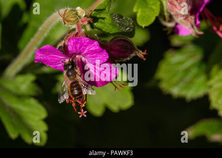 Bee gathering pollen d'une fleur de géranium pourpre (macro photographie) Banque D'Images