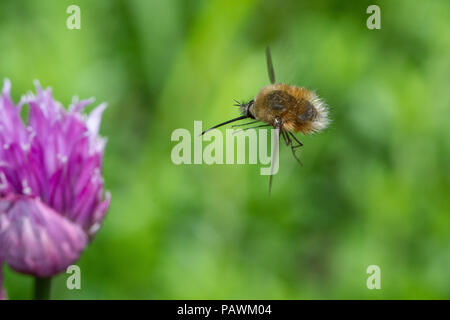 Bee fly voler vers une fleur de ciboulette Banque D'Images