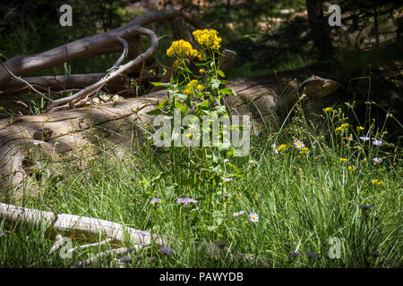 Avec de belles fleurs et herbes journal de la forêt de montagne - l'autoroute 4, en Californie Banque D'Images