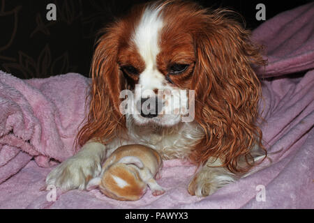 Chien et bébé nouveau né lapin lapin kit. Cavalier King Charles Spaniel puppy et lop animaux réunis. Mignon. Banque D'Images