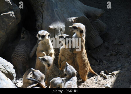 Famille de suricates au soleil sur une journée d'été Banque D'Images