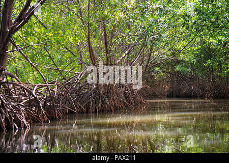 Les mangroves, Rhizophora mangle, Trinidad, W.I. Scène de rivière tranquille dans la forêt de mangrove rouge Banque D'Images