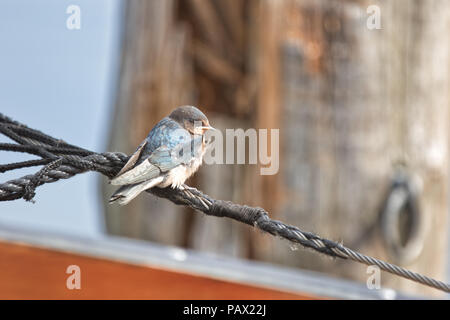 Purple Martin Progne subis, Fischland, péninsule, l'Allemagne, les jeunes Purple Martin perché sur la corde dans le port de Fischland Banque D'Images