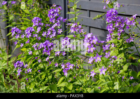 Frontière Campanula lactiflora herbacées contenant 'Prichard's Variety' Banque D'Images