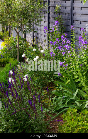 Frontière Campanula lactiflora herbacées contenant 'Prichard's Variety', Salvia nemorosa 'Caradonna' et Paeonia lactiflora 'Duchesse de Nemours' Banque D'Images