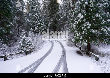 Les traces de pneus de camions dans la forêt sur une route de montagne enneigée - Yosemite National Park Banque D'Images