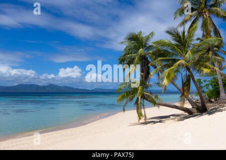 Un cocotier grove fournissant de l'ombre sur une interminable plage de sable blanc de l'île de LCI, un paradis immaculé à Palawan - Philippines Banque D'Images