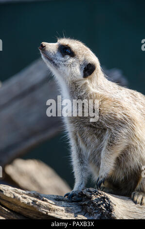 Curieux meerkat sur alerte. Close up of meerkat sur log looking up Banque D'Images