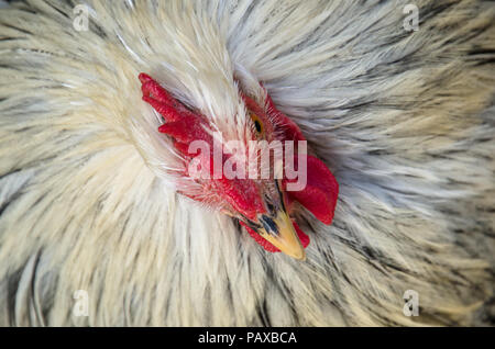 Portrait of white rooster coq rouge vif à partir de ci-dessus. Banque D'Images