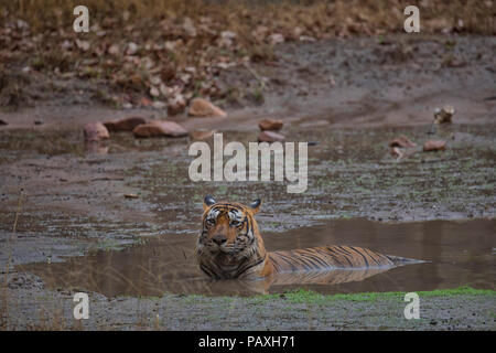 Tigre du Bengale Royal se reposer pendant les moussons dans le parc national de Ranthambore Banque D'Images