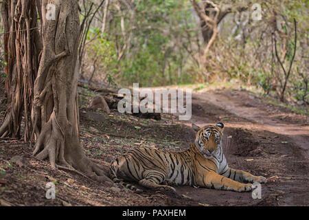 Tigre du Bengale Royal se reposer pendant les moussons dans le parc national de Ranthambore Banque D'Images