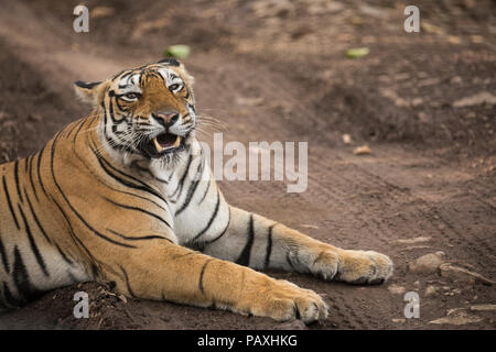 Tigre du Bengale Royal se reposer pendant les moussons dans le parc national de Ranthambore Banque D'Images