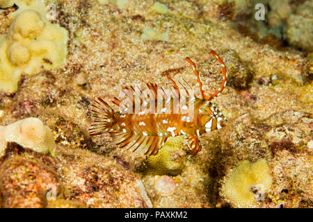 C'est la phase juvénile de l'rockmover Novaculichthys taeniourus, Napoléon, et est parfois appelé un dragon wrasse, New York. Banque D'Images