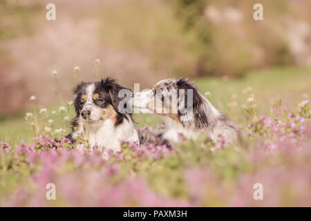 Mili et Nala les bergers australiens miniatures Banque D'Images