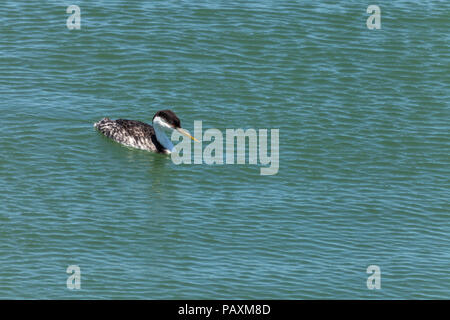 Grèbe élégant (Aechmophorus occidentalis) au littoral de San Francisco, California, United States. Banque D'Images