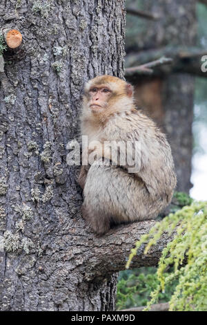 Macaque de Barbarie (Macaca sylvanus) immatures, assis sur une branche du cèdre du Liban Banque D'Images