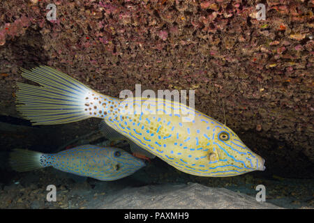 Les balistes, Aluterus scriptus griffonné, peuvent être trouvés individuellement et en petits groupes, à proximité du Reef et aussi en plein océan, à Hawaï. Banque D'Images