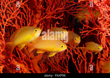 Un harem de femmes (basslet jeweled anthias Pseudanthias squamipinnis),. Le mâle est à proximité intimidant d'autres mâles de son territoire, l'Indonésie. Banque D'Images