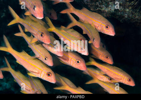 L'albacore, goatfish Mulloidichthys vanicolensis, New York. Banque D'Images