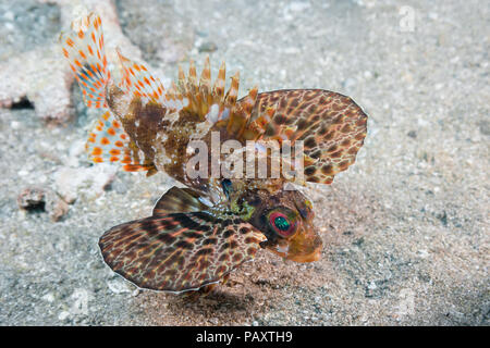 Le poisson-papillon, poisson-papillon vert hawaïennes ou fauteuils de poisson-papillon, Dendrochirus barberi, est endémique de Hawaii. Banque D'Images