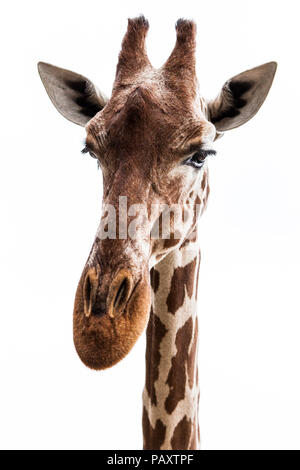 La tête d'une girafe avec un fond blanc Banque D'Images