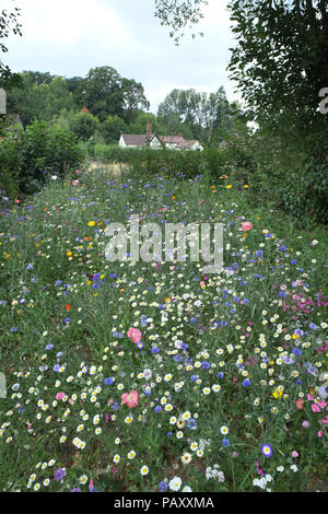 Fleurs sauvages dans un jardin de campagne anglaise, le Shropshire. Banque D'Images