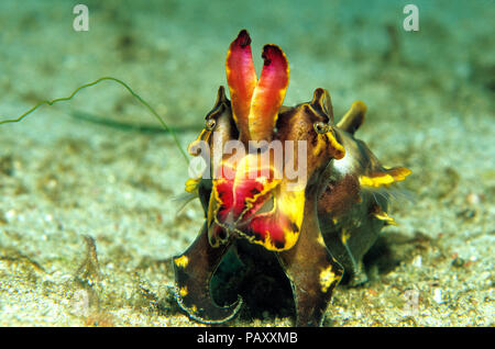 La seiche flamboyante ou Pfeffer's (Metasepia pfefferi seiche flamboyante), Sabang Beach, Mindoro, Philippines Banque D'Images