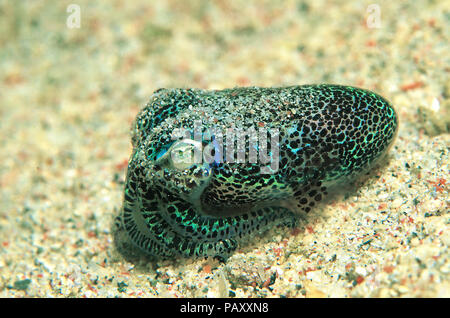 Berry's bobtail bobtail squid squid ou Hummingbird (Euprymna berryi), Sabang Beach, Mindoro, Philippines Banque D'Images