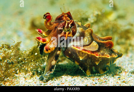 La seiche flamboyante ou Pfeffer's (Metasepia pfefferi seiche flamboyante), Sabang Beach, Mindoro, Philippines Banque D'Images