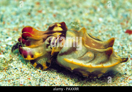 La seiche flamboyante ou Pfeffer's (Metasepia pfefferi seiche flamboyante), Sabang Beach, Mindoro, Philippines Banque D'Images