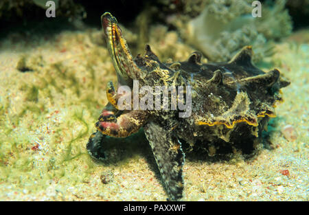 La seiche flamboyante ou Pfeffer's (Metasepia pfefferi seiche flamboyante), Sabang Beach, Mindoro, Philippines Banque D'Images