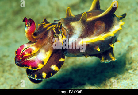 La seiche flamboyante ou Pfeffer's (Metasepia pfefferi seiche flamboyante), Sabang Beach, Mindoro, Philippines Banque D'Images