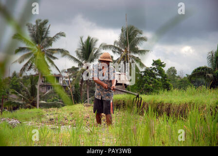 Homme travaillant dans le rizière, Ubud, Bali, Indonésie. Banque D'Images