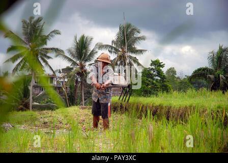 Homme travaillant dans le rizière, Ubud, Bali, Indonésie. Banque D'Images