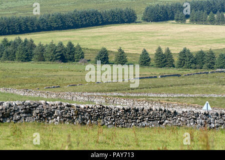 Vue générale à travers les murs de pierres sèches à Dartmoor près de Princetown, Devon, England, UK Banque D'Images