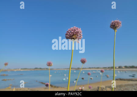 La baie du Grand Havre, Guernsey, Channel Islands, Îles britanniques Banque D'Images