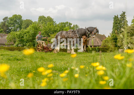 Une paire de chevaux lourds travaillant la terre avec vintage machines agricoles à Acton Scott ferme. Shropshire, England, UK Banque D'Images