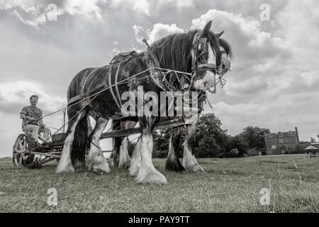 Une paire de chevaux lourds travaillant la terre avec vintage machines agricoles à Acton Scott ferme. Shropshire, England, UK Banque D'Images