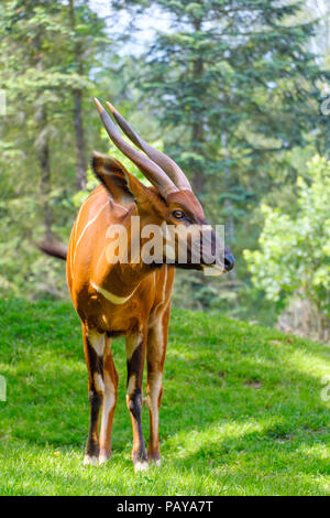 L'antilope bongo avec une forêt d'été sur un arrière-plan Banque D'Images