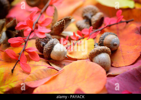 Les glands sont sur le motif de feuilles d'automne Banque D'Images