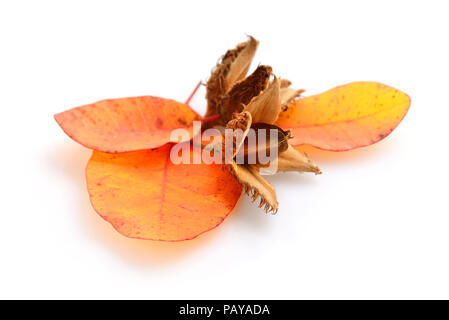 Hêtre écrous avec les feuilles d'automne sur un fond blanc Banque D'Images