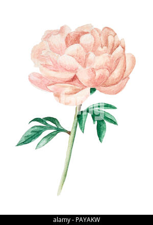 Pivoine rose dessiné à la main avec des feuilles isolées sur fond blanc, aquarelle illustration Banque D'Images