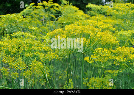 Close-up du blooming dill dans le potager Banque D'Images
