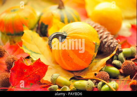 Mini potirons décoratifs avec des glands sur les feuilles d'automne Banque D'Images